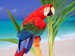 Papoušek Ara.jpg