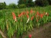 Gladiolus.jpg