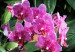 Orchidej.jpg